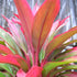Cordyline Ti Plant Red