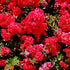 Crape Myrtle Cherry Dazzle