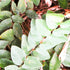 Creeping Fig Ficus Repens