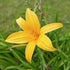 Daylily Aztec Gold
