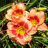 Daylily Bahama Pink