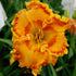 Daylily Clara
