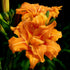 Daylily Double Talk