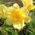 Daylily Happy Returns