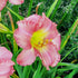 Daylily Jolyene Nichole