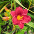 Daylily Little Business