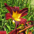 Daylily Ming Toy