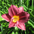 Daylily Purple De Oro