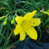 Daylily Yangtze