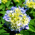 Hydrangea Dear Dolores