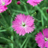 Dianthus Firewitch