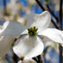 Dogwood Cherokee Princess