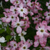 Dogwood Hybrid Pink