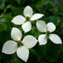 Dogwood Kousa
