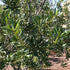 Wax Myrtle Dons Dwarf
