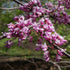 Redbud Eastern