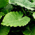Elephant Ear California