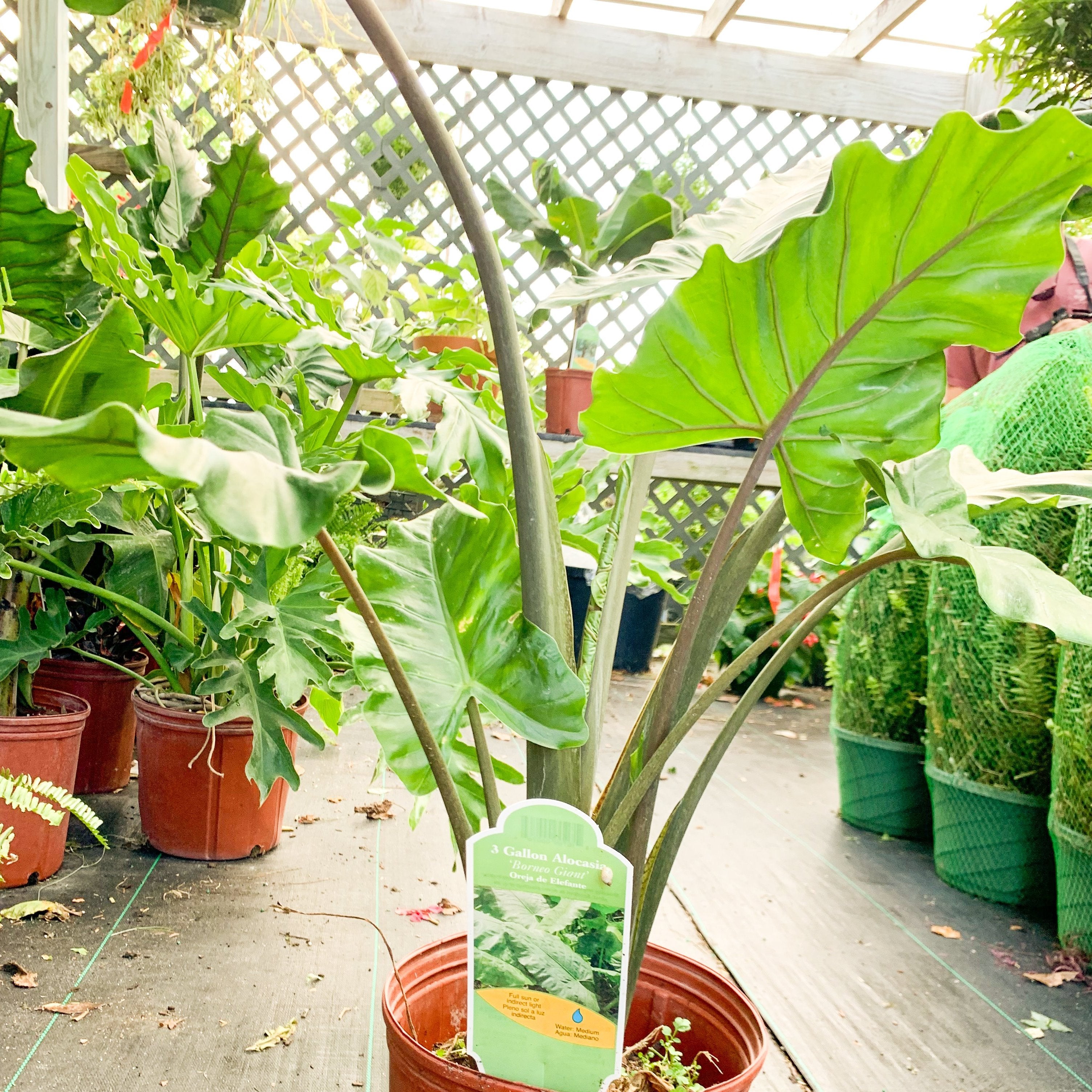 huge elephant ear plants Elephant Ear Borneo Giant – Southern Scapes Nursery