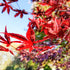 Japanese Maple Emperor