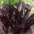 Eucomis Oakhurst