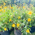 Euryops Bush Daisy
