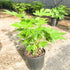 Fatsia Japonica