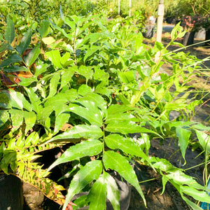 Fern Arborvitae - Southern Scapes Nursery