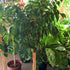Ficus Tree S