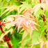 Japanese Maple Fjellheim
