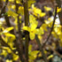 Forsythia Spectabilis