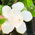 Gardenia Jubilation