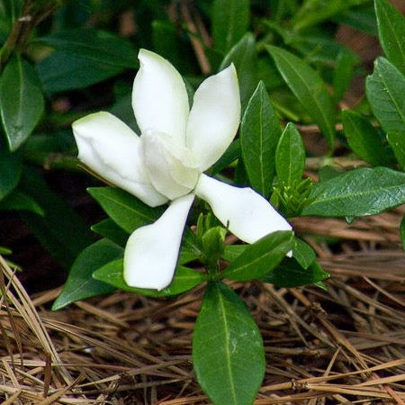 gardenia jasminoides radicans