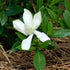 Gardenia Radicans