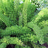 Fern Asparagus