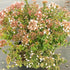 Abelia Rose Creek
