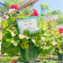 Annuals Misc Hanging Bask