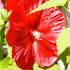 Hibiscus Luna Assorted