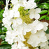 Hydrangea Semmes Beauty