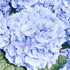 Hydrangea Bloomstruck