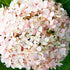 Hydrangea Big Daddy