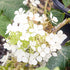 Hydrangea Pee Wee