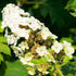 Hydrangea Snow Queen