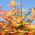 Japanese Maple Radiant