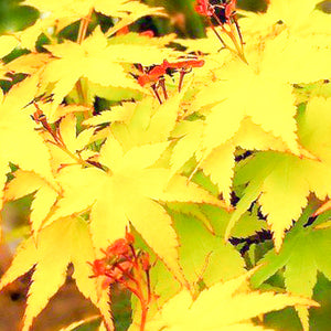 Japanese Maple Summer Gold