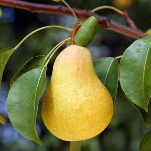 Pear Keiffer