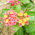 Lantana Spreading Sunset