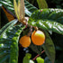Loquat