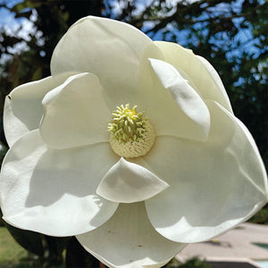 Magnolia DD Blanchard