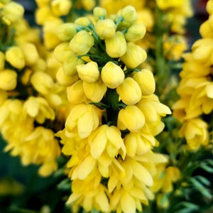 Mahonia Marvel