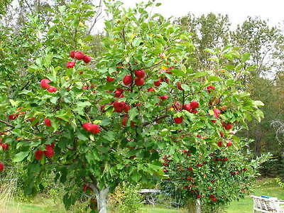 Plum Methley – Southern Scapes Nursery